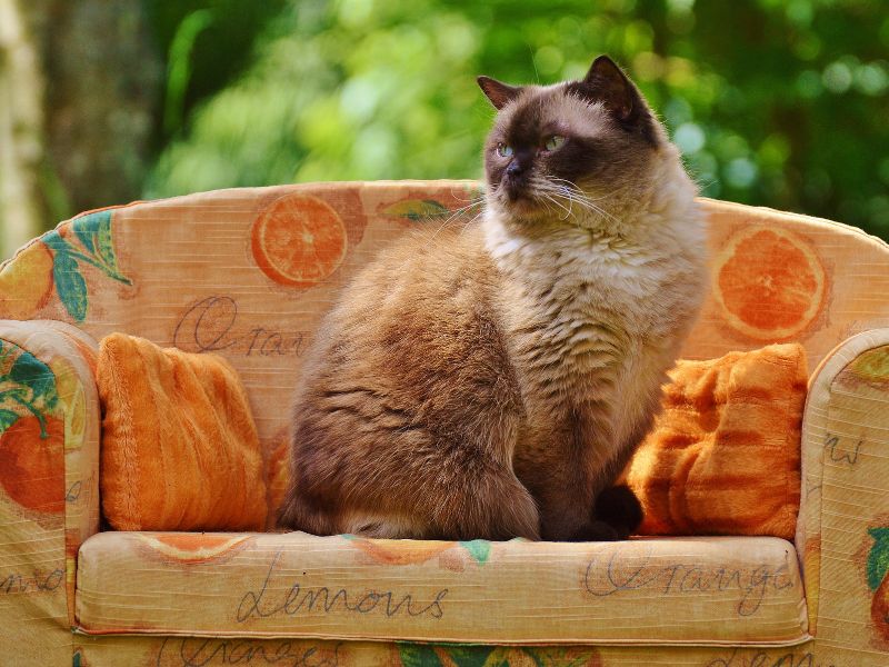 Higienização de Sofás em Curitiba