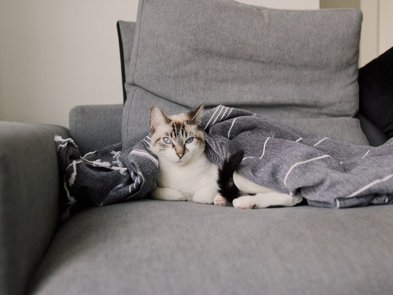 Limpeza de Estofados em Curitiba